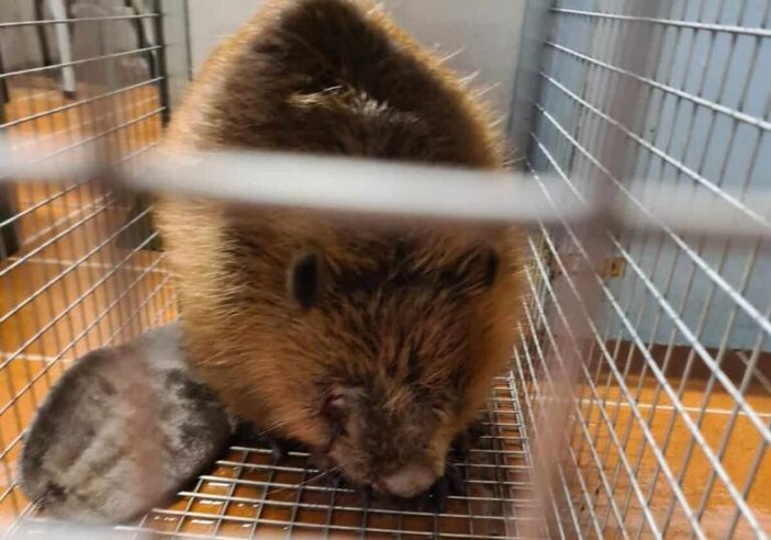 Il ritorno del castoro nel Parco del Ticino dopo cinque secoli Il ritorno del castoro nel Parco del Ticino dopo cinque secoli