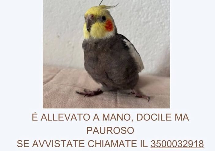 “Calopsita smarrita. Aiutateci a ritrovare Leo!”. Prevista anche una ricompensa “Calopsita smarrita. Aiutateci a ritrovare Leo!”. Prevista anche una ricompensa