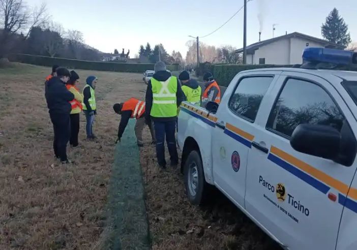 Parco del Ticino, migrazione: già salvati oltre 700 anfibi Parco del Ticino, migrazione: già salvati oltre 700 anfibi