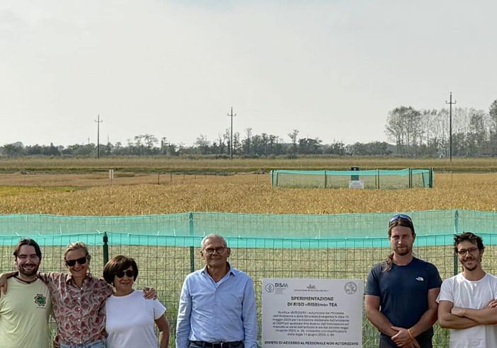 Castello D'Agogna, raccolto il primo riso ottenuto con le Tea