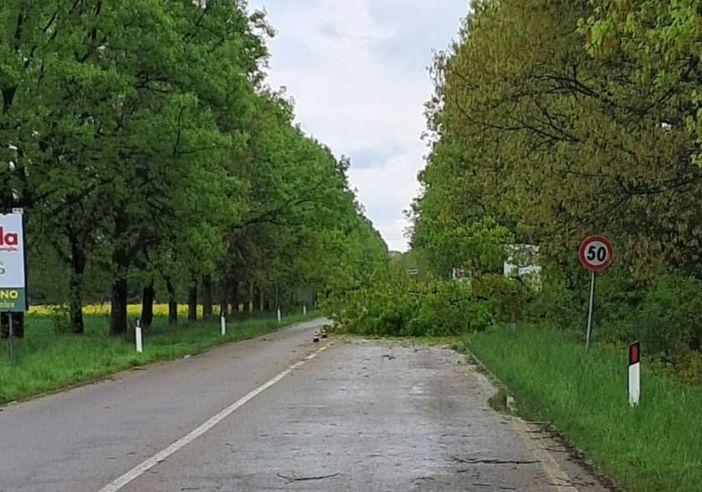 Maltempo: crolla un albero e blocca la strada che da Inveruno porta a Cuggiono