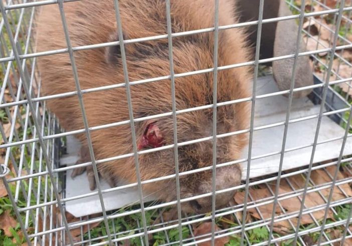 Castelletto di Cuggiono: Andrea e Marina Azzimonti salvano un castoro ferito nei pressi del Ticino Castelletto di Cuggiono: Andrea e Marina Azzimonti salvano un castoro ferito nei pressi del Ticino