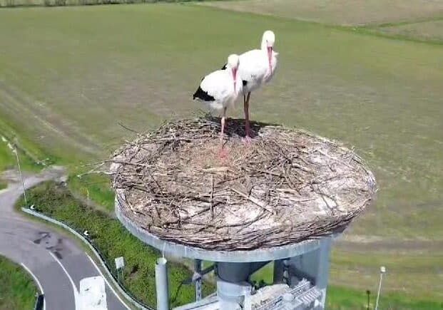 Cico &amp; Cica sono tornate nella Città metropolitana di Milano: seguile in diretta streaming