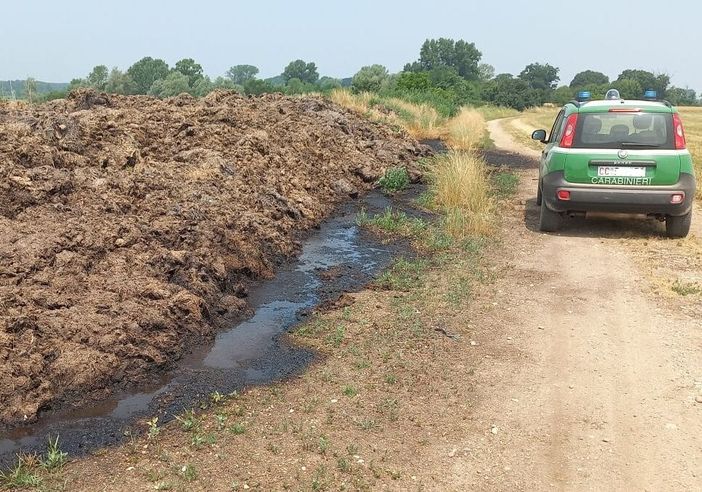 Controlli nel Parco del Ticino dei carabinieri forestali di Magenta: multate sei aziende agricole Controlli nel Parco del Ticino dei carabinieri forestali di Magenta: multate sei aziende agricole
