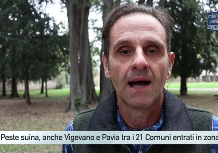 Peste suina, decine di Comuni del Parco Ticino in zona rossa