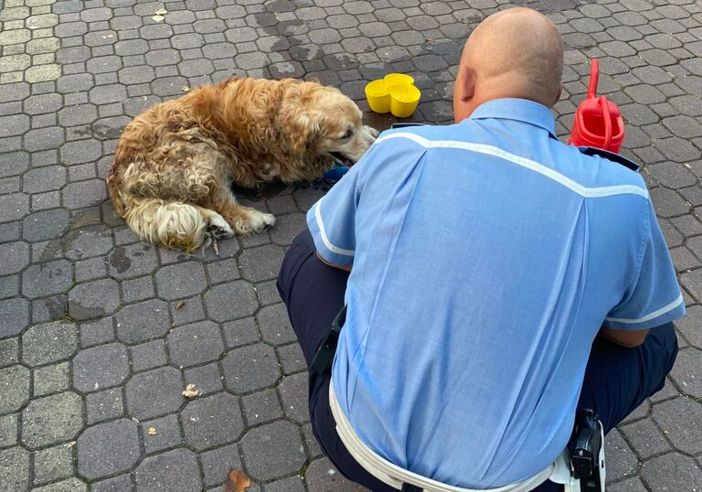 Cane lasciato solo in auto salvato dalla Polizia locale a Castellanza