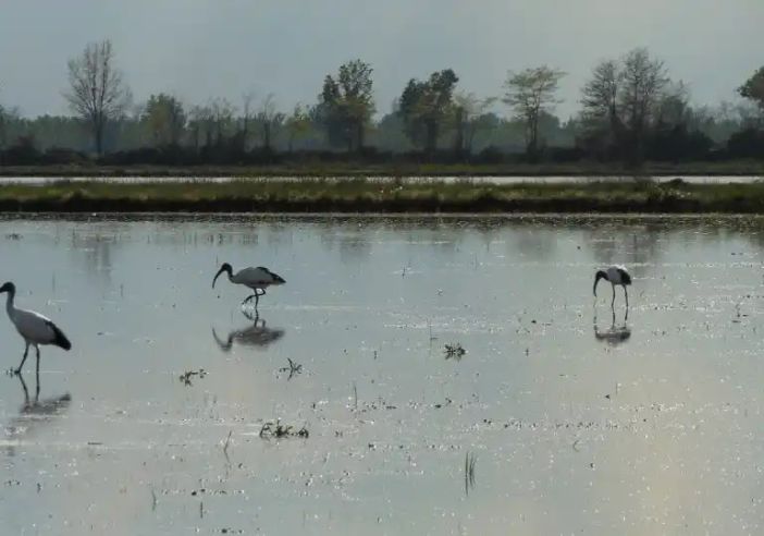 Lomellina: da oggi incontri sul Programma di Sviluppo Rurale