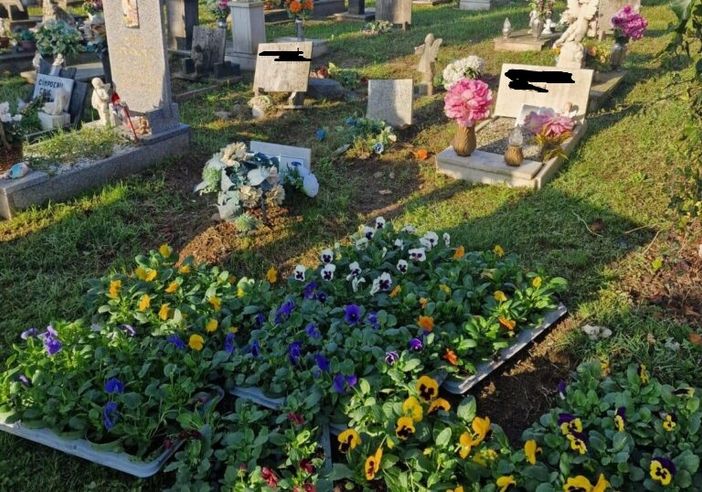 Centoventi viole per il cimitero dei bambini a Magenta, da Jessica, Miriam, Natascia e Sara Centoventi viole per il cimitero dei bambini a Magenta, da Jessica, Miriam, Natascia e Sara