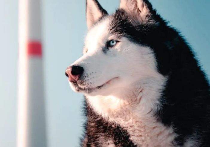 Husky siberiano infila la testa nella griglia di ventilazione di un appartamento a Corsico, salvato dai Vigili del Fuoco