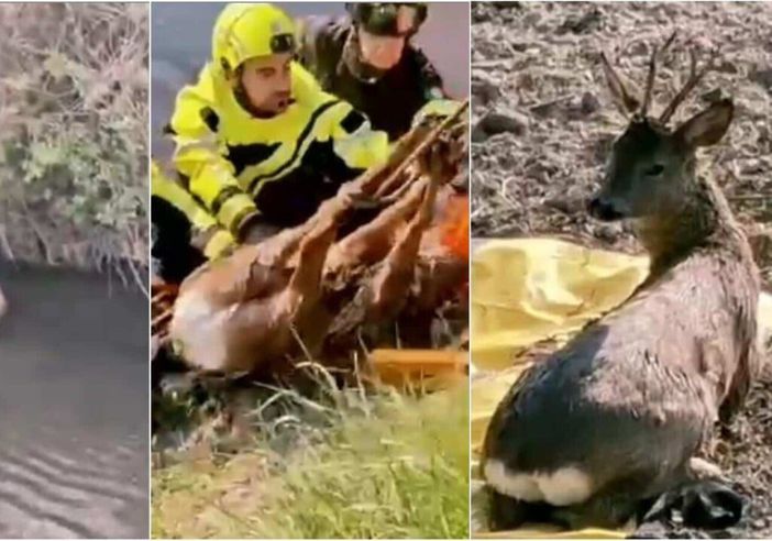 Zibido, capriolo intrappolato nel Naviglio Grande: salvato dai Vigili del Fuoco