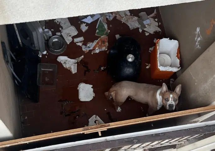 Amstaff chiuso sul balcone, salvato a Magenta dalle Guardie zoofile dell’OIPA Amstaff chiuso sul balcone, salvato a Magenta dalle Guardie zoofile dell’OIPA