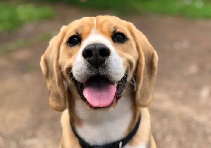 Cane salvato dalla stradale sul tratto Novarese dell'autostrada A4, multato il proprietario Cane salvato dalla stradale sul tratto Novarese dell'autostrada A4, multato il proprietario