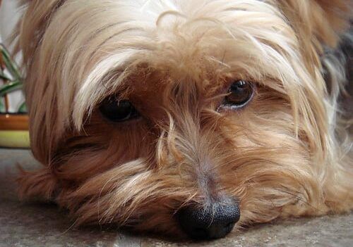 Binasco: scappa da auto dopo incidente, droni alla ricerca di uno Yorkshire