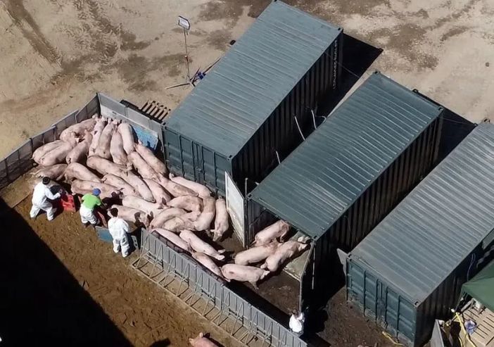 Peste suina: nuova ordinanza di Regione Lombardia per Milano e Pavia Peste suina: nuova ordinanza di Regione Lombardia per Milano e Pavia