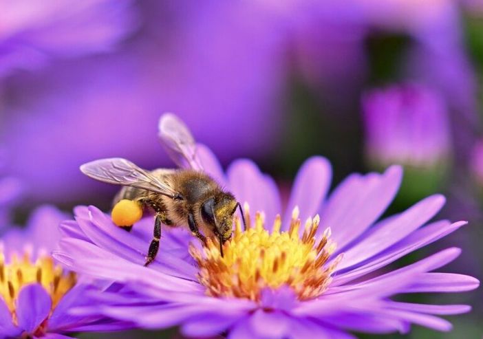 Sabato 20 aprile, giornata da erborista a Morimondo Sabato 20 aprile, giornata da erborista a Morimondo