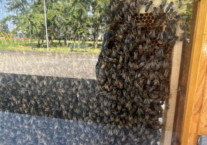 Trecate: “Giornata Mondiale delle Api” al bioparco e nel giardino dei ciliegi
