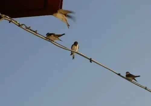 Le rondini? Fondamentali per le aziende agricole