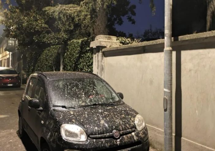 Magenta, Via Carlo Porta: la colonia di Ibis ci ha preso gusto…. Magenta, Via Carlo Porta: la colonia di Ibis ci ha preso gusto….