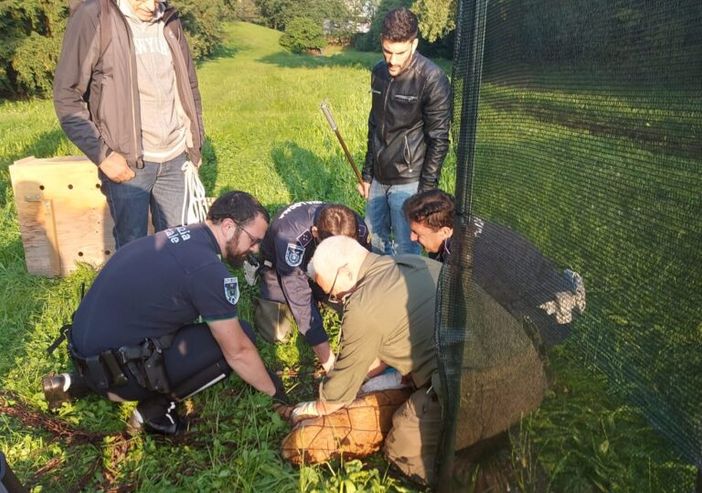 Abbiategrasso: liberato il capriolo rimasto imprigionato nel parco della Fossa