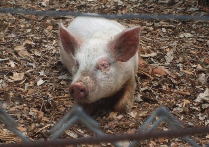 Peste suina, 3.9 milioni di indennizzi da Regione Lombardia Peste suina, 3.9 milioni di indennizzi da Regione Lombardia