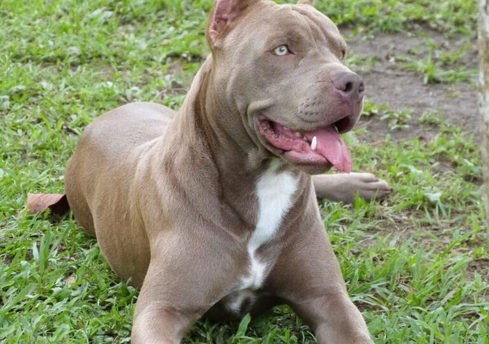Bimba azzannata a Sesto da pitbull, Oipa: "Vittima delle mode" Bimba azzannata a Sesto da pitbull, Oipa: "Vittima delle mode"
