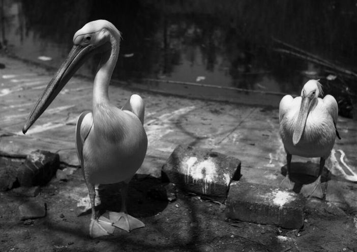 Focolaio di aviaria nel Pavese Focolaio di aviaria nel Pavese