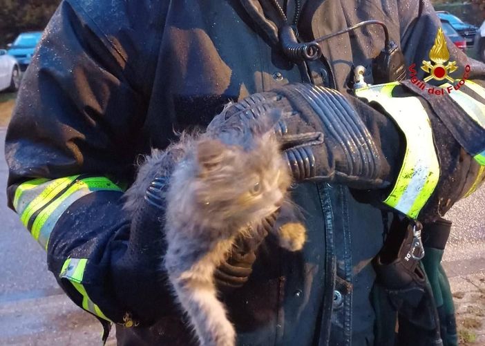 FOTO - Gatto si incastra tra le ruote posteriori di un'auto nel Varesotto. Lo salvano i vigili del fuoco