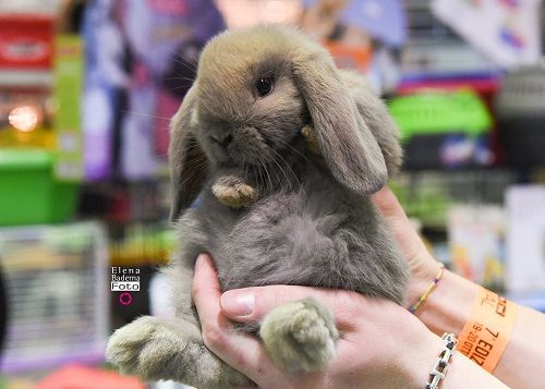 Petsfestival 2019: un’edizione di successo, ma si pensa già all’ottava edizione