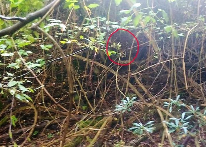 Garlasco, cinghiali in aumento nella zona lomellina del Parco del Ticino