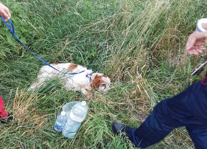 Cane da caccia investito da un’auto a Castano Primo, interviene la Polizia locale