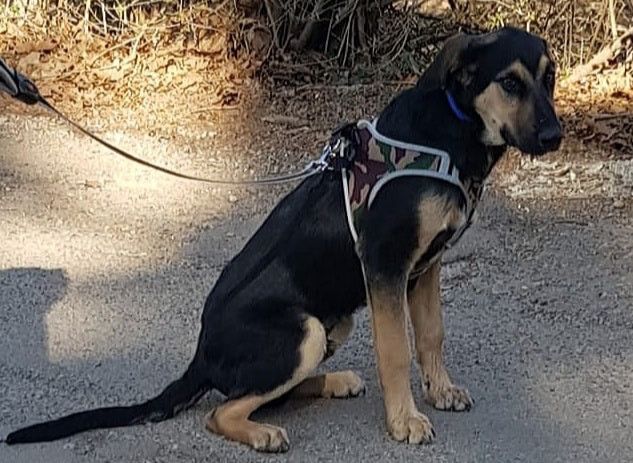 King non può finire in canile: fatelo diventare un piccolo re nella vostra casa King non può finire in canile: fatelo diventare un piccolo re nella vostra casa