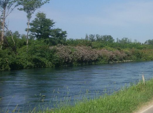 Bernate Ticino, ragazzi si tuffano nel Naviglio Grande dal ponte della Tav Bernate Ticino, ragazzi si tuffano nel Naviglio Grande dal ponte della Tav
