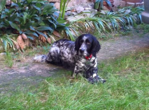 Tromello, l'appello della Lav attraverso Facebook:&quot;Se vedete la cagnetta Penny avvisateci&quot;