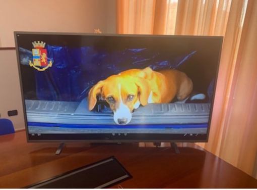 Briciola in attesa di poter tornare a casa