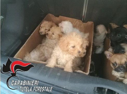 Cuccioli importati illegalmente dall'Est Europa, indagate 9 persone