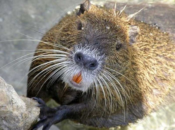 Guerra alle nutrie. La Lombardia sdogana il ‘Pest- Control’ per arginare l’invasione Guerra alle nutrie. La Lombardia sdogana il ‘Pest- Control’ per arginare l’invasione
