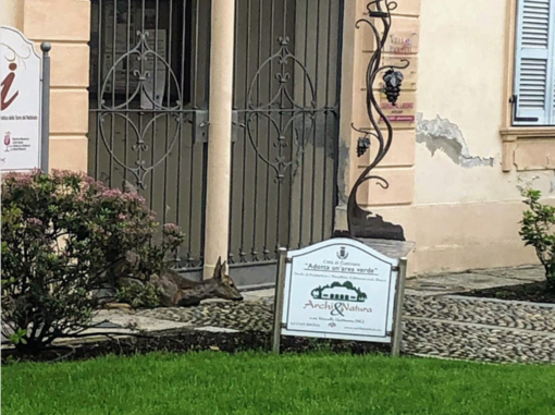 Bambi... in Enoteca: la foto del giorno