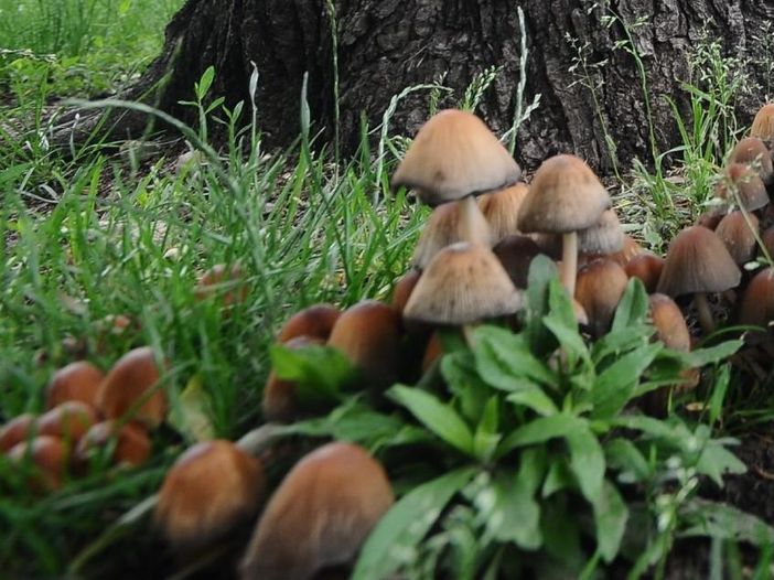 Sos funghi killer, esperto: "Già 4 morti e più intossicazioni dell'anno scorso" Sos funghi killer, esperto: "Già 4 morti e più intossicazioni dell'anno scorso"