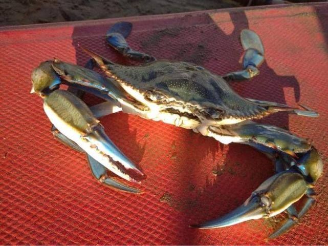 Una specie aliena di granchio scoperta sulla riviera ligure