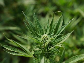 Cannabis light, Consiglio Stato accoglie ricorso: le aziende possono continuare a lavorare Cannabis light, Consiglio Stato accoglie ricorso: le aziende possono continuare a lavorare