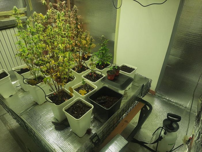 Retorbido: chiamati per un furto, i carabinieri scoprono una serra di marijuana nella casa a fianco