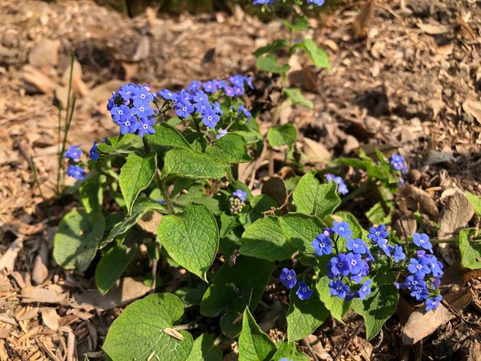 Risveglio di primavera, tra scienza e meraviglia, negli orti botanici della Lombardia