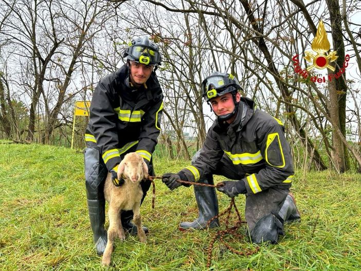 Lomello, i Vigili del fuoco recuperano un agnello caduto nella scarpata