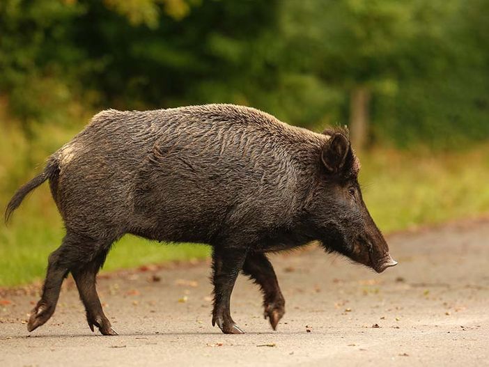 “Cinghialone” a spasso nella notte per le vie del centro di Pavia (by Big Damone) “Cinghialone” a spasso nella notte per le vie del centro di Pavia (by Big Damone)