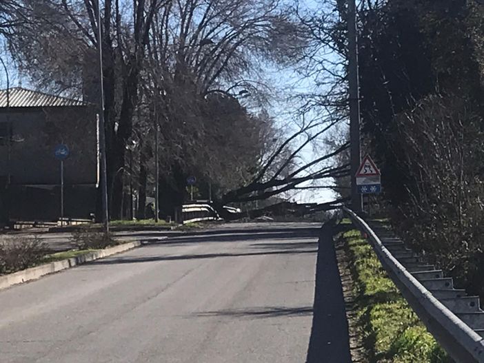 Magenta: pianta crollata per le raffiche di vento, sbarrata via Bottego Magenta: pianta crollata per le raffiche di vento, sbarrata via Bottego