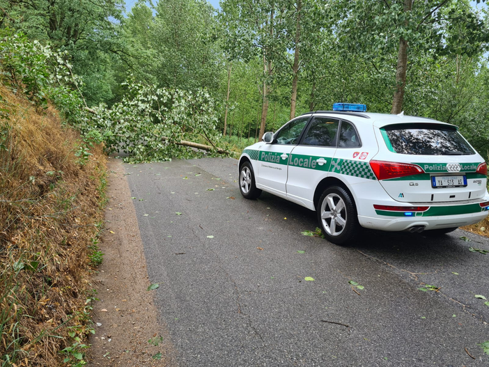 Robecco sul Naviglio, nubifragio: crolla una pianta, bloccata la strada tra Cascinazza e Casterno Robecco sul Naviglio, nubifragio: crolla una pianta, bloccata la strada tra Cascinazza e Casterno