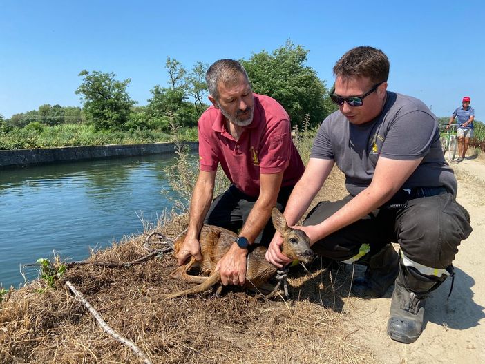Garlasco: cucciolo di capriolo resta intrappolato nel canale irriguo, i pompieri lo salvano