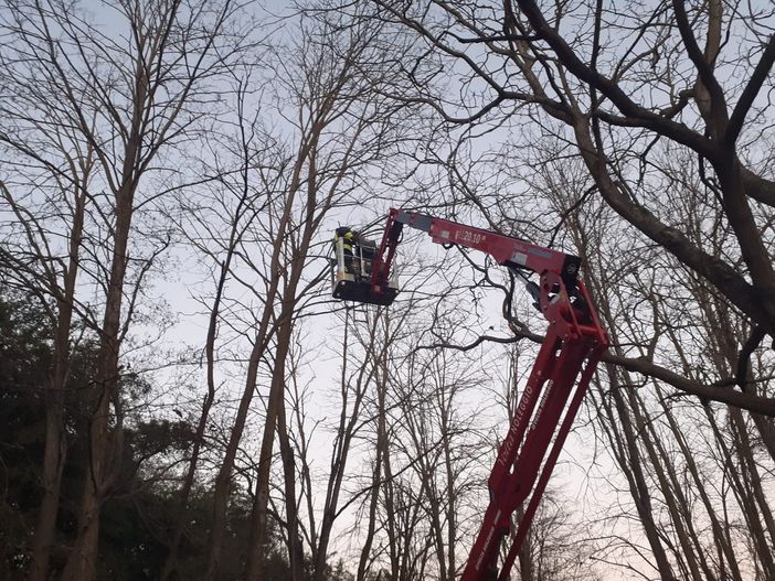 Mortara: gatto su un albero salvato da giardiniere e Vigili del fuoco