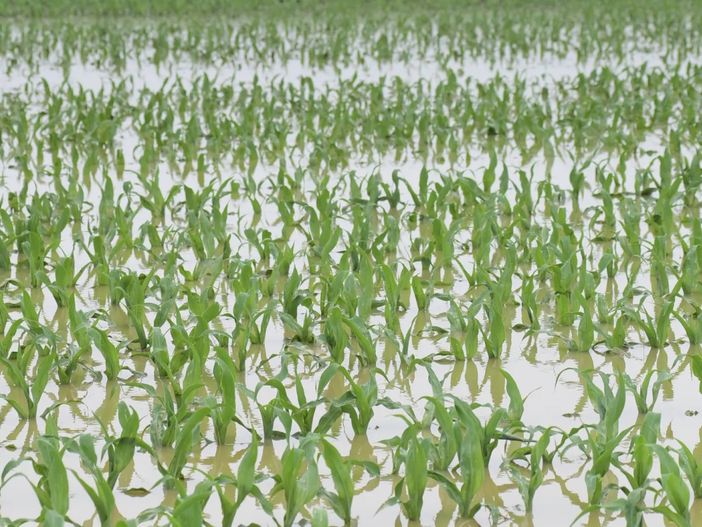 Maltempo, Lombardia: campi sommersi. Semine in tilt, a rischio orzo e frumento