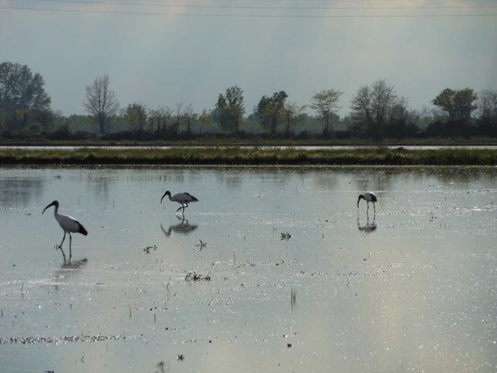 Novarese, carabinieri insegue rapinatore in fuga nelle risaie per 8 km e lo arresta